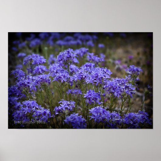 Paarse Wildflower Poster Zwart vignet (Voorkant)
