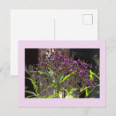 Paarse Wildflowers Foto Briefkaart (Voorkant / Achterkant)