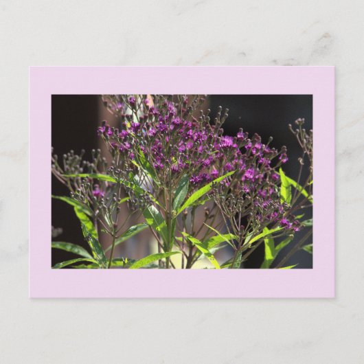 Paarse Wildflowers Foto Briefkaart (Voorkant)
