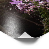 Paarse wimpers foto afdruk (Hoek)