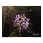 Paarse wimpers foto afdruk (Voorkant)