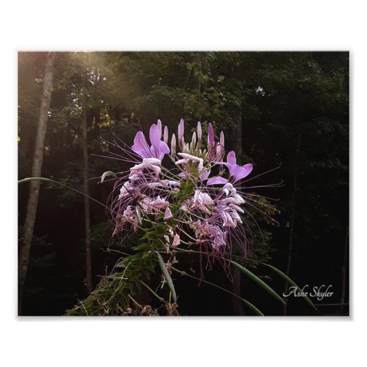 Paarse wimpers foto afdruk (Voorkant)