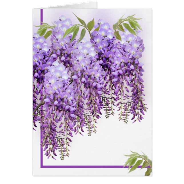 Paarse Wisteria Card (Voorkant)