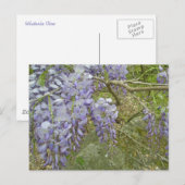 Paarse Wisteria Coordinating Items Briefkaart (Voorkant / Achterkant)