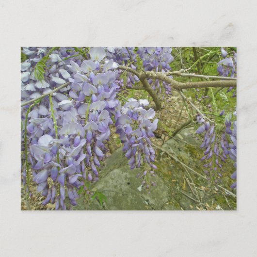 Paarse Wisteria Coordinating Items Briefkaart (Voorkant)