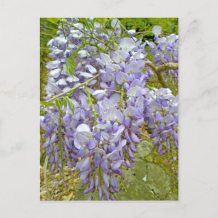 Paarse Wisteria Coordinating Items Briefkaart