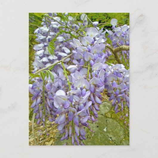 Paarse Wisteria Coordinating Items Briefkaart (Voorkant)