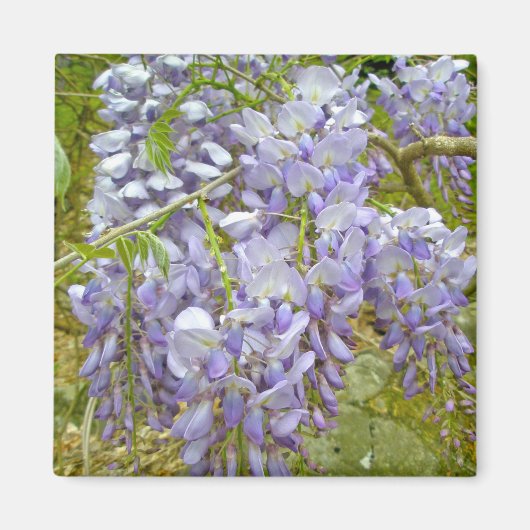Paarse Wisteria Coordinating Items Magneet (Voorkant)