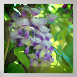 Paarse Wisteria Flower Poster