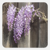 Paarse Wisteria Flower Stickers (Voorkant)