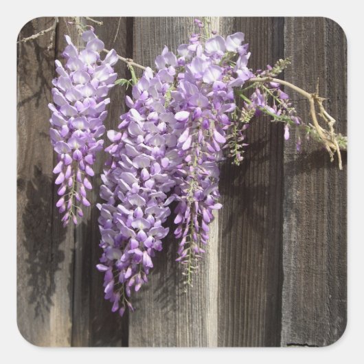 Paarse Wisteria Flower Stickers (Voorkant)