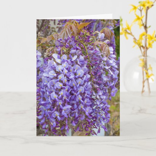 paarse wisteria kaart (Gele Bloem)