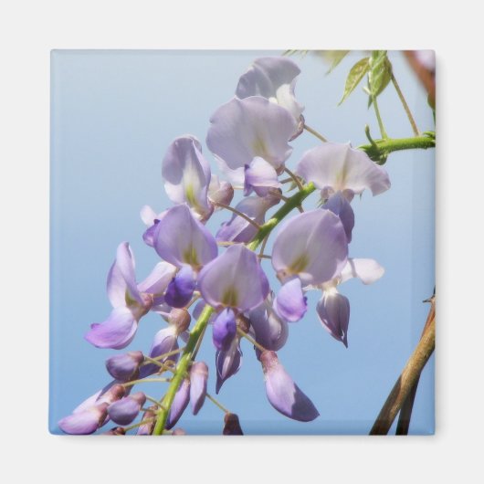 Paarse Wisteria Magneet (Voorkant)