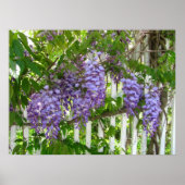 Paarse Wisteria ~ print (Voorkant)