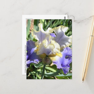 Paarse & Witte Bearded Iris Briefkaart