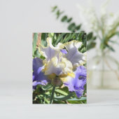 Paarse & Witte Bearded Iris Briefkaart (Staand voorkant)