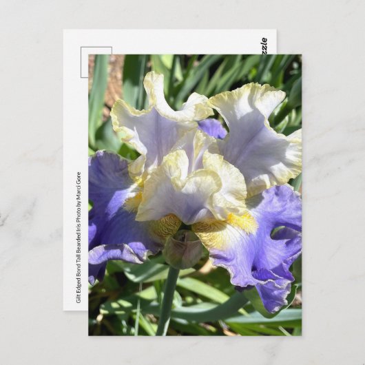 Paarse & Witte Bearded Iris Briefkaart (Voorkant / Achterkant)