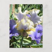 Paarse & Witte Bearded Iris Briefkaart (Voorkant)