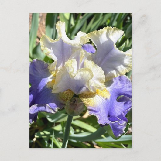 Paarse & Witte Bearded Iris Briefkaart (Voorkant)