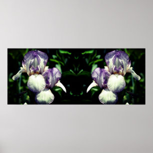 Paarse Witte Bearded Iris Flower Mirror Abstract Poster