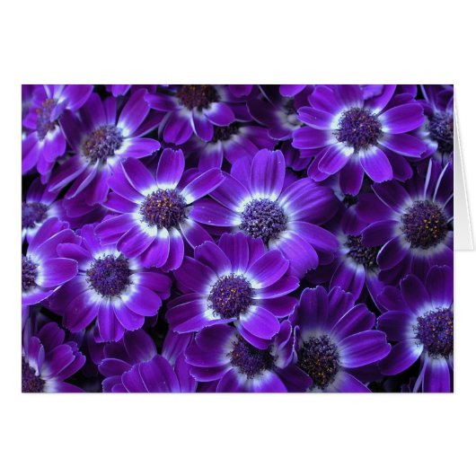 Paarse Witte Cineraria's (Voorkant Horizontaal)
