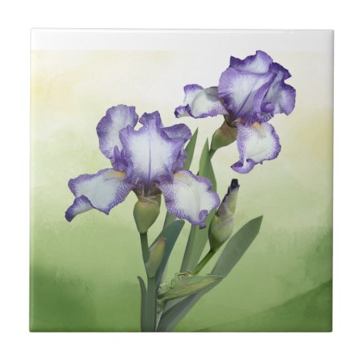 Paarse witte Iris Garden Flower Art Tegeltje (Voorkant)