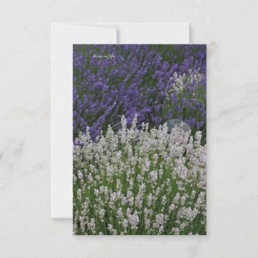 Paarse & Witte Lavendel Planten Notitiekaartje (Voorkant)