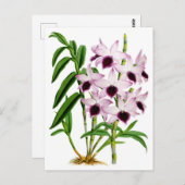 Paarse witte orchidebloem Briefkaart (Voorkant / Achterkant)