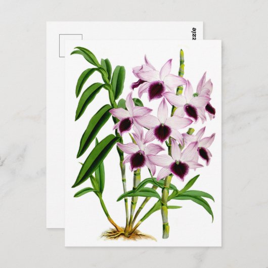 Paarse witte orchidebloem Briefkaart (Voorkant / Achterkant)