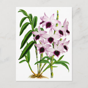  Paarse witte orchidebloem Briefkaart