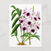  Paarse witte orchidebloem Briefkaart (Voorkant)
