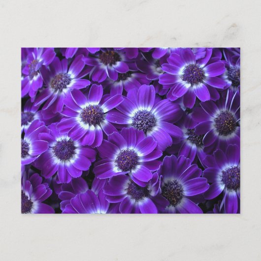 Paarse witte traagheid briefkaart (Voorkant)