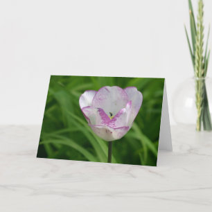 Paarse witte tulp kaart