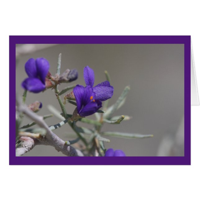 Paarse woestijnflora (Voorkant Horizontaal)