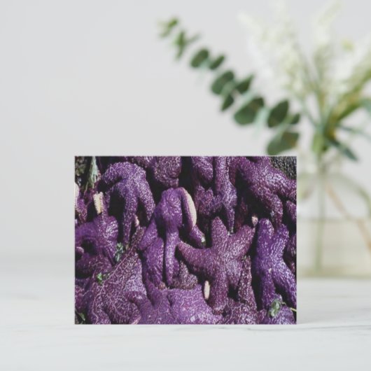 Paarse Zeester Ansichtkaart Briefkaart (Staand voorkant)