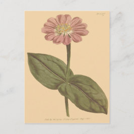 Paarse Zinnia-illustratie Briefkaart