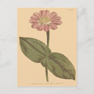 Paarse Zinnia-illustratie Briefkaart