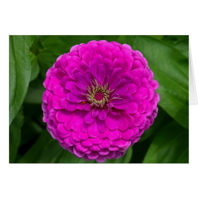 Paarse Zinnia-kaart (Voorkant Horizontaal)
