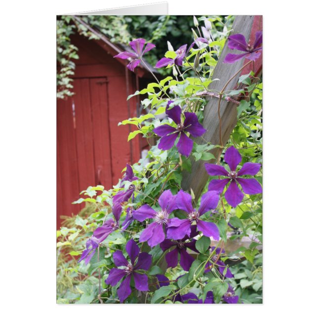 Paarse zomerhaas (Voorkant)