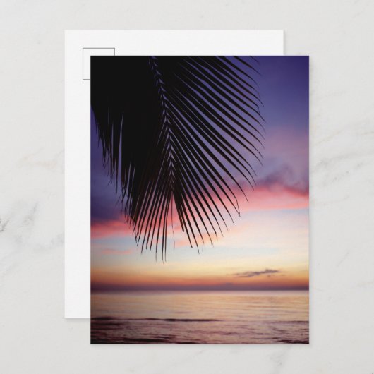 Paarse zonnevlakte Tropische palmboom Silhouette Briefkaart (Voorkant / Achterkant)