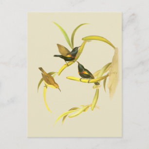 Paarse Zonnevogel Briefkaart