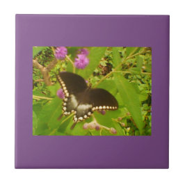 Paarse zwarte monarch tegeltje