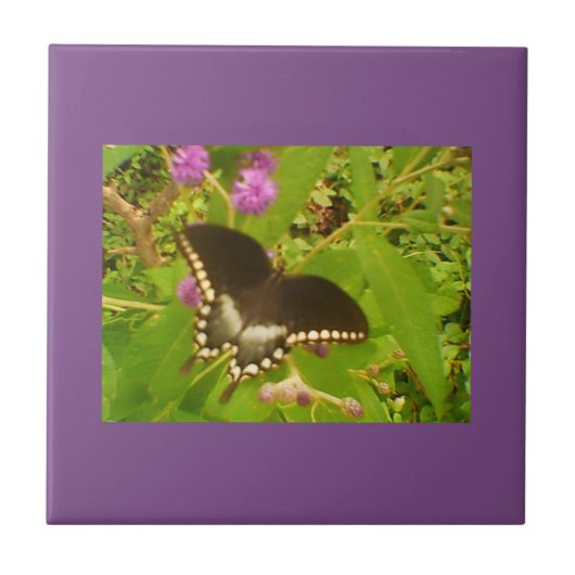 Paarse zwarte monarch tegeltje (Voorkant)