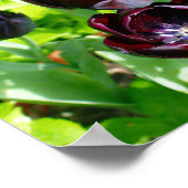  Paarse zwarte Tulpen Bloemen Nederland Poster (Hoek)