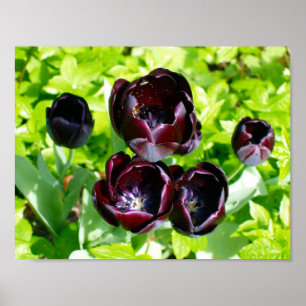  Paarse zwarte Tulpen Bloemen Nederland Poster