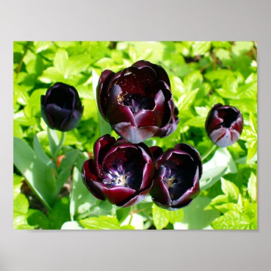  Paarse zwarte Tulpen Bloemen Nederland Poster (Voorkant)