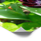 Paarse zwarte Tulpen Bloemen Nederland Poster (Hoek)