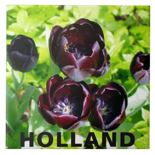  Paarse zwarte Tulpen Bloemen Nederland Tegeltje (Voorkant)