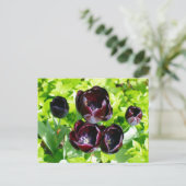  Paarse zwarte tulpen Flower Holland Briefkaart (Staand voorkant)