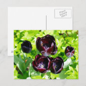  Paarse zwarte tulpen Flower Holland Briefkaart (Voorkant / Achterkant)